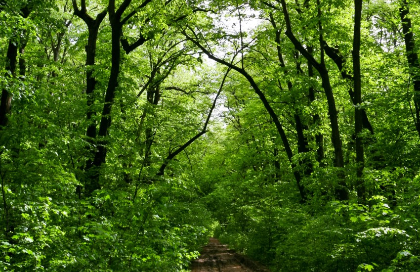 Foret
